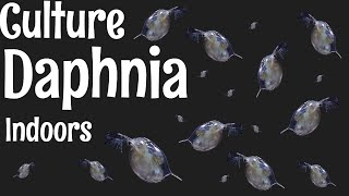 How to Culture Daphnia [upl. by Bonnell860]