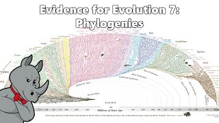 Evidence for Evolution  Phylogenetics [upl. by Vikki472]