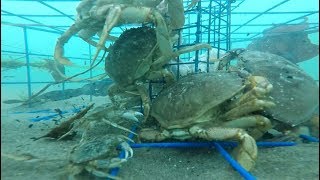 Oregon Crabbing  underwater Gopro video [upl. by Courtund]