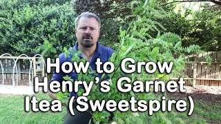 How to grow Henrys Garnet Itea Virginia Sweetspire [upl. by Hayidah]