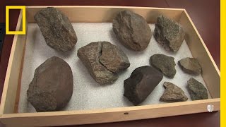 Oldest Known Stone Tools Discovered 33 Million Years Old  National Geographic [upl. by Melgar]