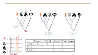 Phylogenetics Part 5  Maximum Parsimony and Maximum Likelihood methods [upl. by Beichner]