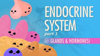 Endocrine System Part 1  Glands amp Hormones Crash Course Anatomy amp Physiology 23 [upl. by Eillod]