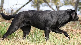 BEST OF LABRADOR  THE MOST STUNNING BLACK LABRADOR RETRIEVER [upl. by Island]