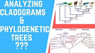 How to Analyze Cladograms amp Phylogenetic Trees [upl. by Schlicher196]