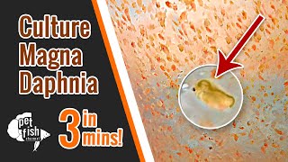 How to culture DAPHNIA MAGNA  The easy way [upl. by Harimas50]