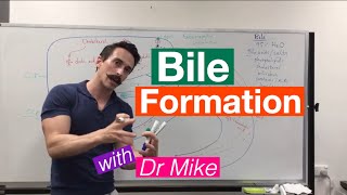 Bile Synthesis and Function [upl. by Alecia]