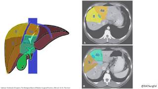 Liver Anatomy [upl. by Trinatte951]