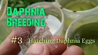 Daphnia Culture made simple and easy 3  Hatching Daphnia eggs [upl. by Eeluj697]