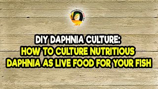 DIY Daphnia Culture How to Culture Nutritious Daphnia as Live Food for Your Fish [upl. by Ogdan415]