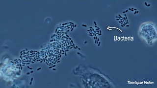 Immune Cells Eating Bacteria Phagocytosis [upl. by Icyak]