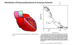 Myocardial Perfusion [upl. by Walczak]