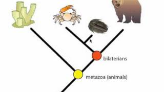 Phylogeny and Phylogentic Trees [upl. by Gratianna]