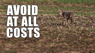 Beginner Coyote Hunting Mistakes  Part One [upl. by Popele]