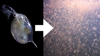 How I Culture Daphnia [upl. by Hessler]