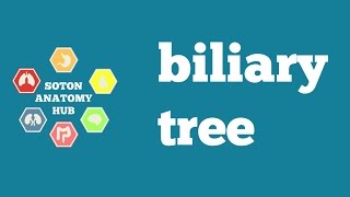 Biliary tree anatomy [upl. by Sirej]