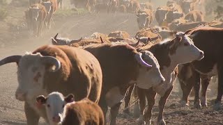 Over a century later few things have changed at large Northern Arizona ranch [upl. by Annaxor]