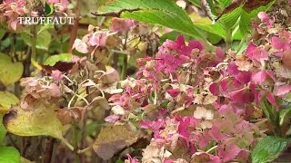 Comment tailler les hortensias   Truffaut [upl. by Kendal]