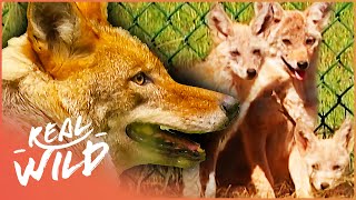 The Unstoppable Super Coyotes Wildlife Documentary  Natural Kingdom  Real Wild [upl. by Dranyl]