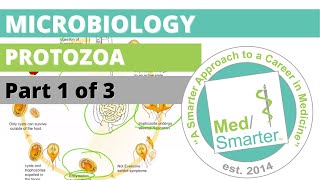 Protozoa  Microbiology  USMLE STEP 1  Part 1 of 3 [upl. by Felizio]