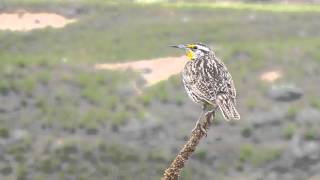 The sound of Montanas Western Meadowlark [upl. by Lawrence783]