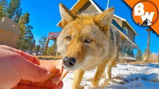 Coyote FINALLY Meets a Coyote [upl. by David]