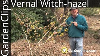 Vernal Witchhazel  Hamamelis vernalis  Growing winter and spring blooming Witch hazel [upl. by Eannej]