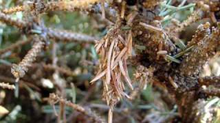 Bagworm Control  UNL Extension in Lancaster County [upl. by Won173]