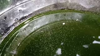 DAPHNIA MOINA CULTURE IN A SMALL BUCKET [upl. by Yrrat]