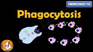 Phagocytosis FLImmuno10 [upl. by Shum]