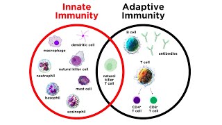 Introduction to Innate Immunity [upl. by Nayr480]