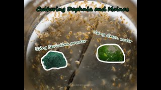 How To Culture Daphnia and Moinas using Green Water Spirulina powder [upl. by Lowson]