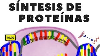 Transcripción de ADN traducción de ARN o síntesis de proteínas explicado [upl. by Akirehs]