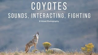 Coyotes  Sounds Interacting Fighting 🐾 [upl. by Soalokin]