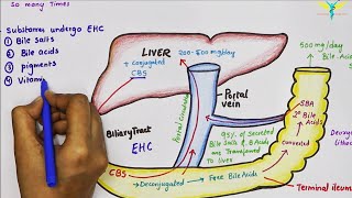 Enterohepatic Circulation of Bile Acids [upl. by Ihsakat]