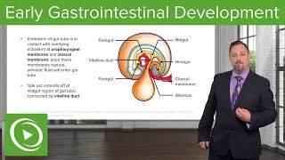 Early Gastrointestinal Development – Embryology  Lecturio [upl. by Atsejam]