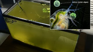 Raising Daphnia for the Freshwater Aquarium [upl. by Alix]