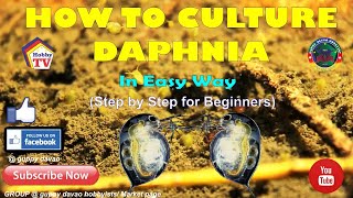 HOW TO CULTURE DAPHNIA In Easy Way [upl. by Ragan]